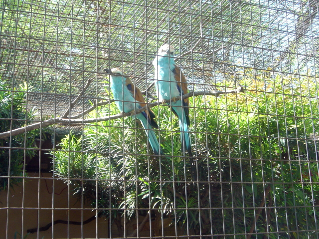 2006/04(Apr)/04(Zoo-Chance-Dax)/640x480_2006-04-08 15-18-31.JPG